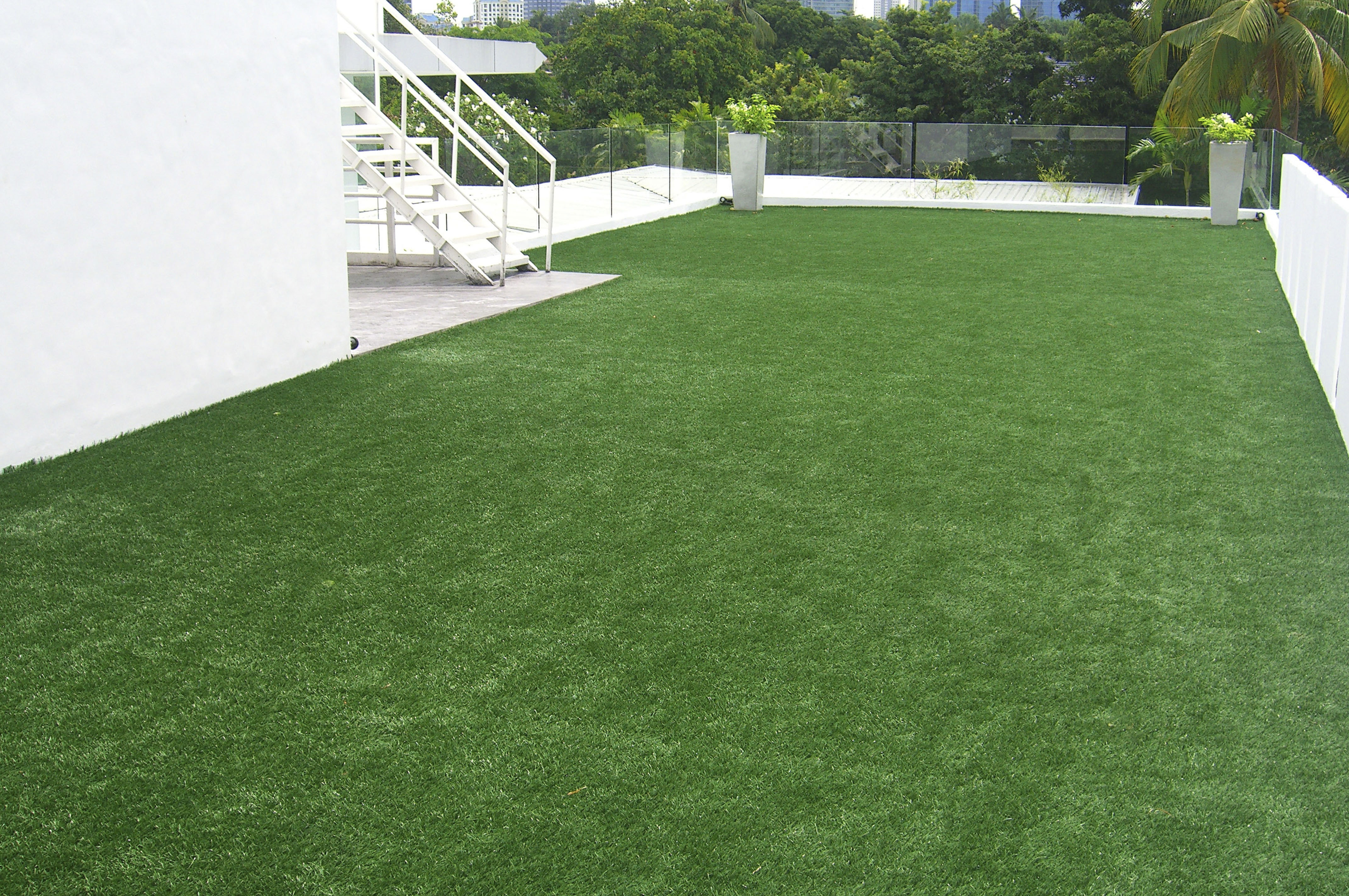 ZOYSIA 35 (2)